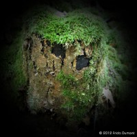 /album/feeries/frida-dumont-img-4616-jpg/